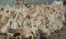 致富经养鹅视频,鹅业养殖，开启财富之门